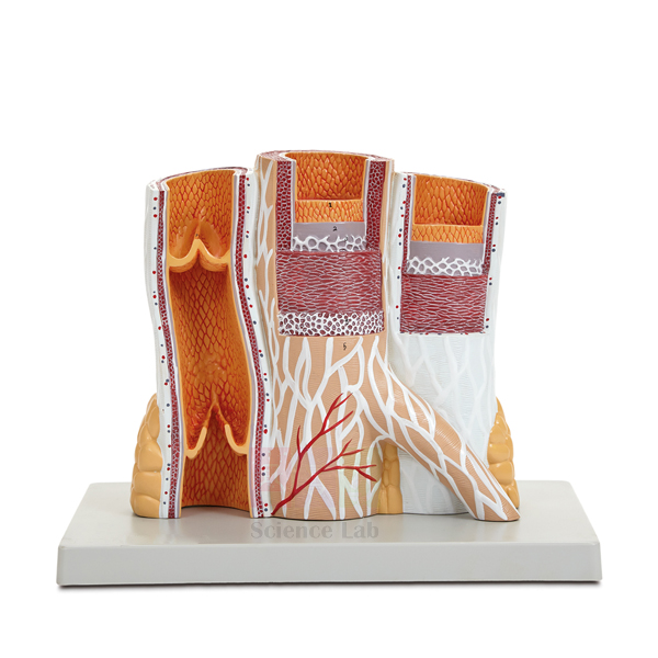 Microstructure of Artery and Vein Model